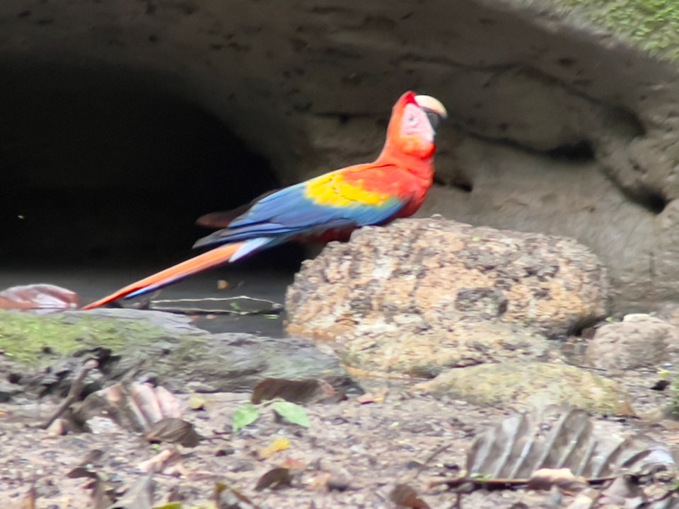 Scarlet macaws at smaller clay lick in the Yasuni National Park